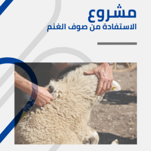 مشروع الاستفادة من صوف الاغنام